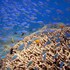 arya amed beach resort and dive center