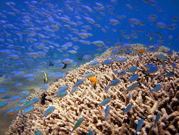 arya amed beach resort and dive center