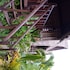 sunset coin lembongan cottage and spa