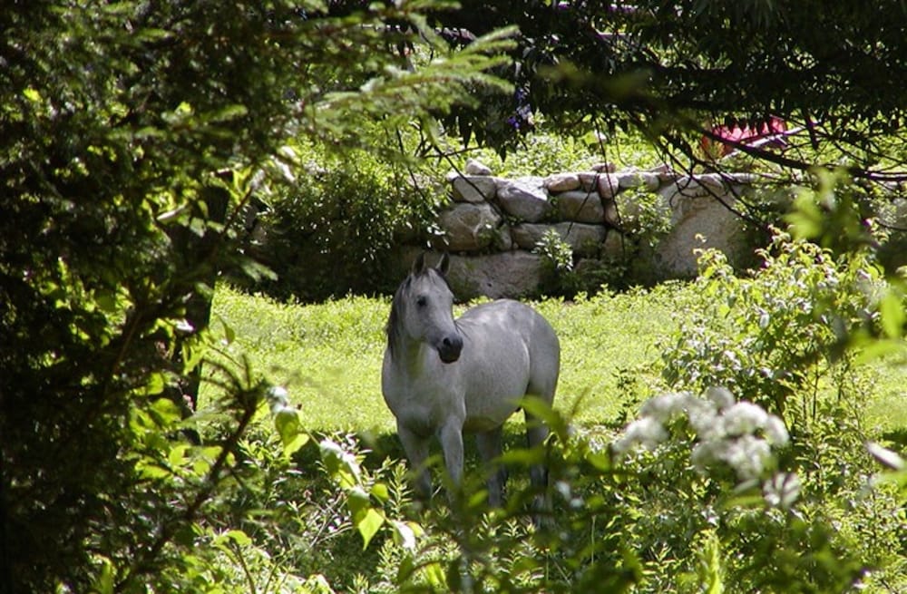 the inn on the horse farm