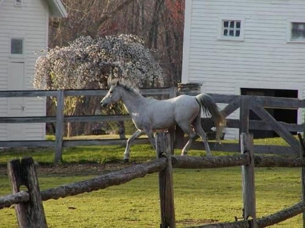 the inn on the horse farm