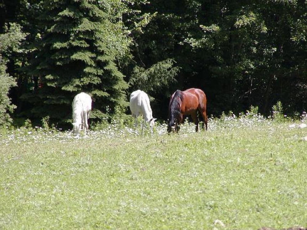 the inn on the horse farm