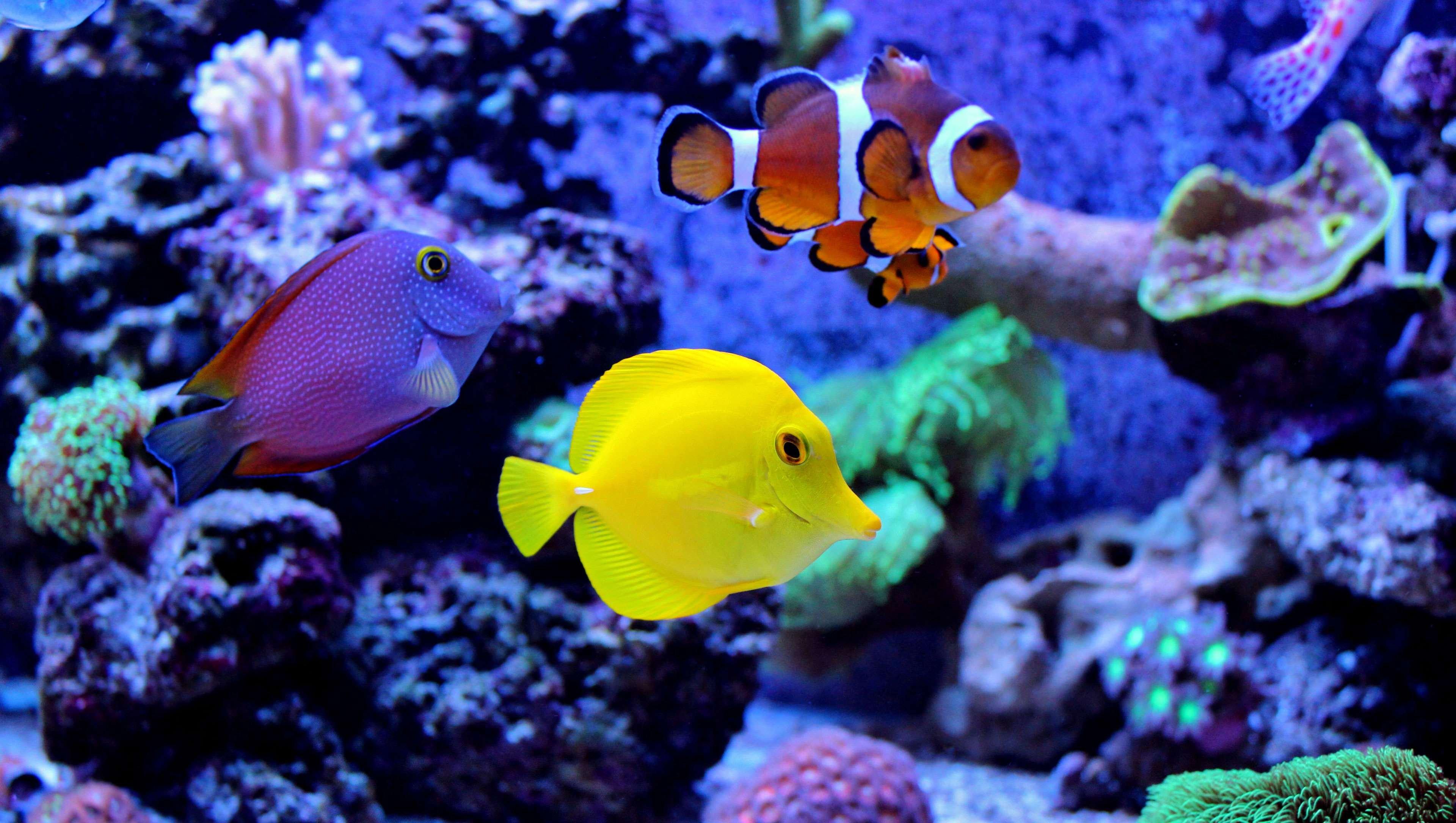 howard johnson inn san antonio near six flags fies