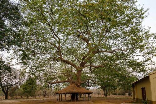 montebelo gorongosa lodge and safari