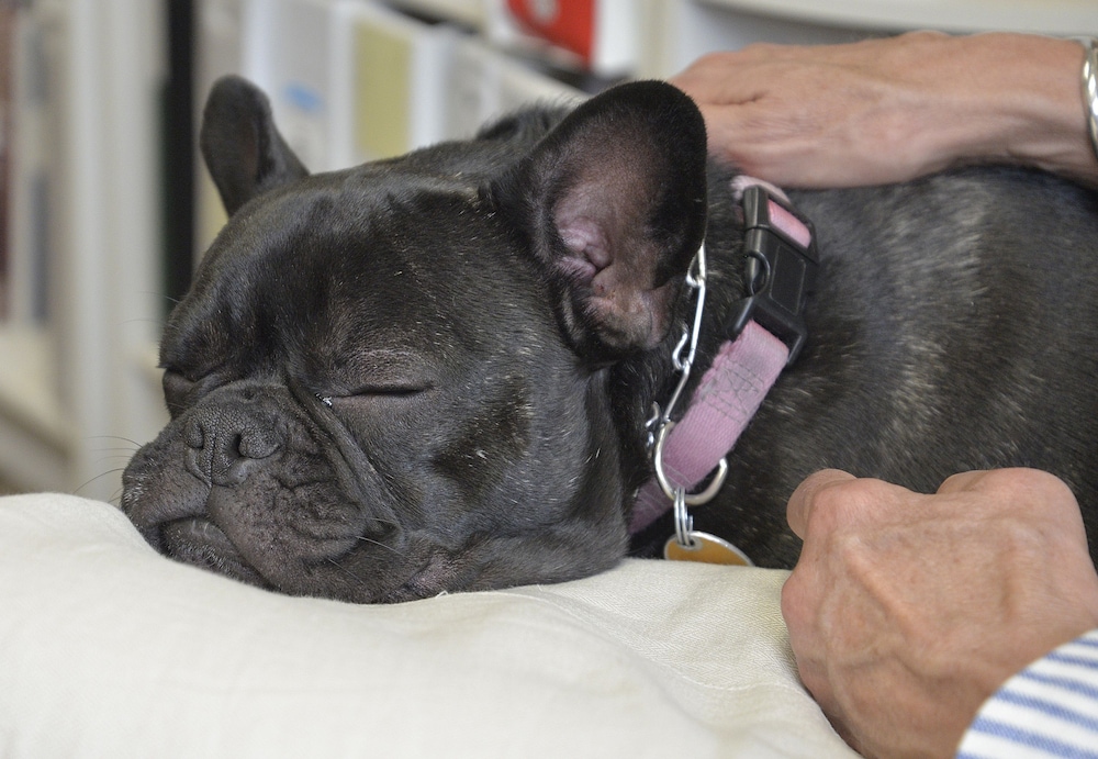 the great falls inn by riversage