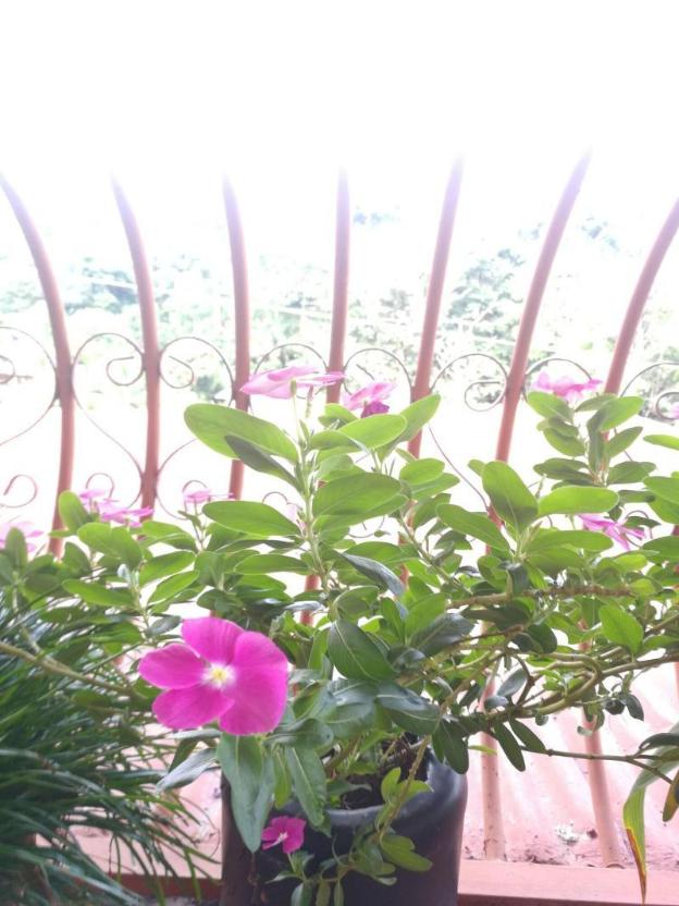 natural pacific suites