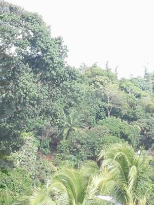 natural pacific suites