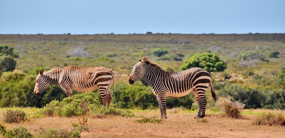de hoop vlei cottages