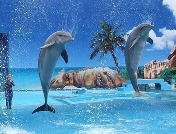 deluxe apartment with 1 room j 1 br apts