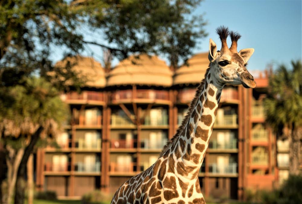 lake buena vista