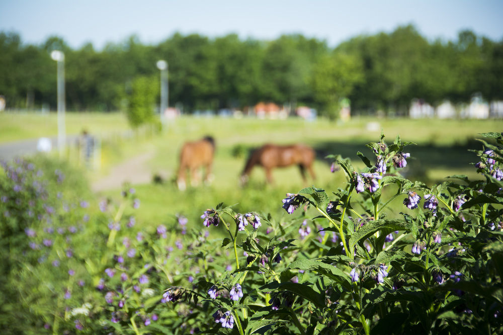 best western plus hotel odense