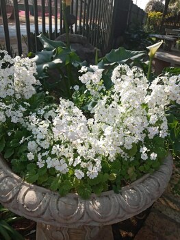 doves nest guest house