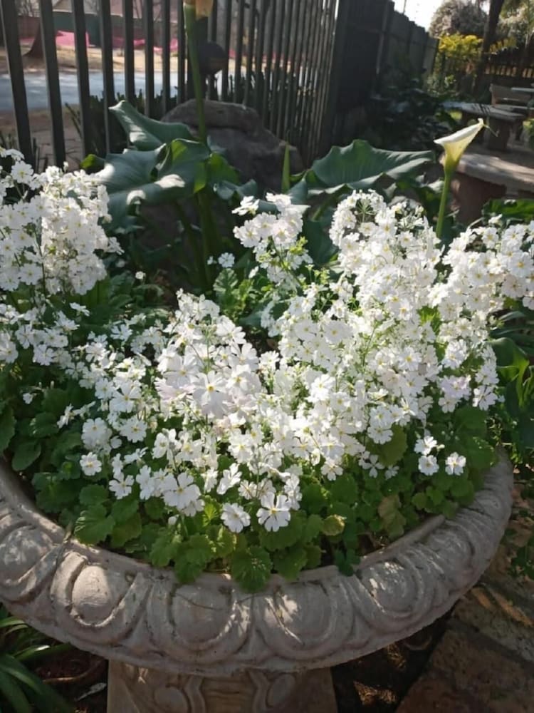 doves nest guest house