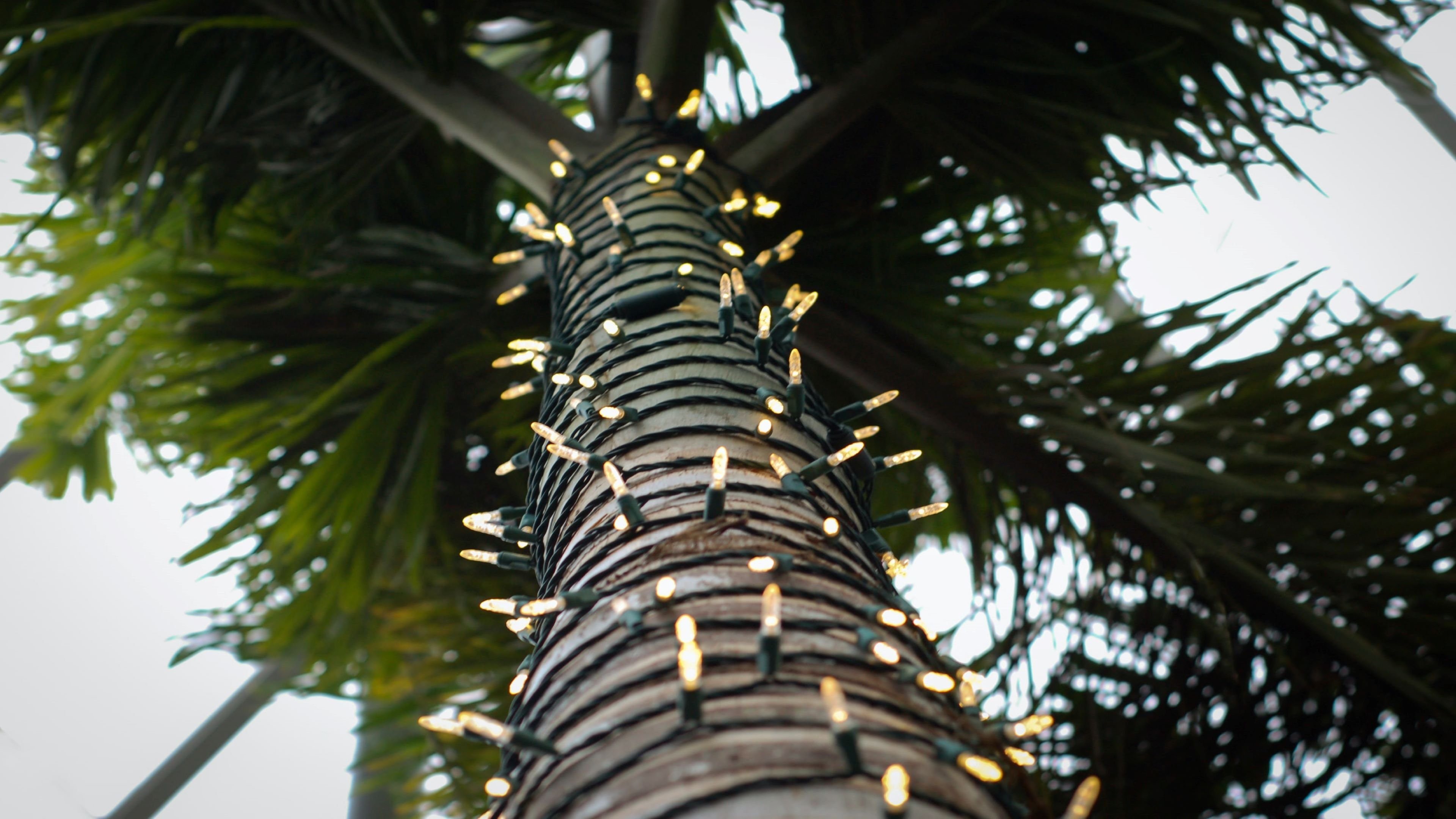 holiday inn tampa north by ihg
