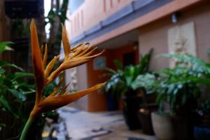 baan kamala fantasea hotel