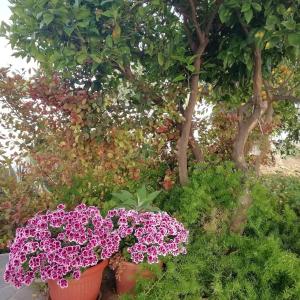 home scala dei turchi bandb