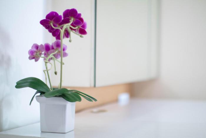 teja lakeview apartments