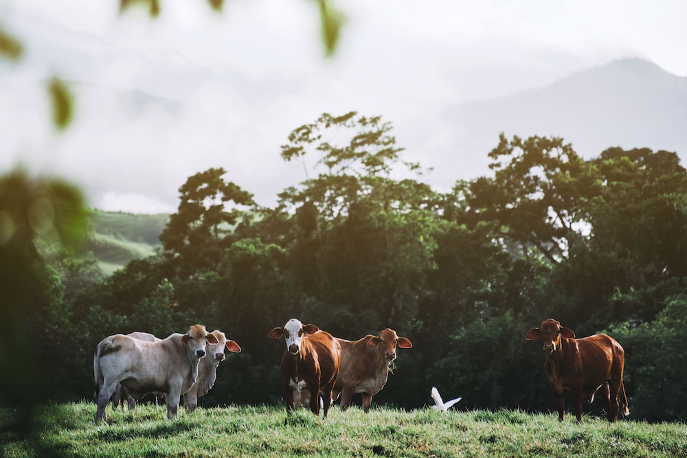 daintree ecolodge