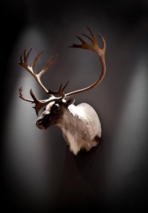 quality hotel skifer