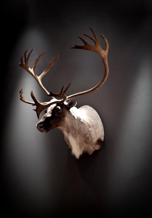 quality hotel skifer