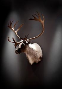 quality hotel skifer