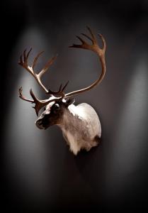 quality hotel skifer