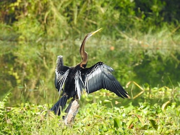 sapana village lodge