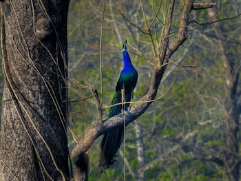 sapana village lodge