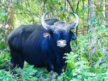 sapana village lodge