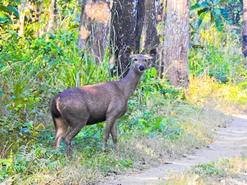 sapana village lodge