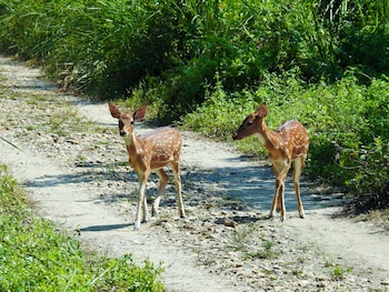 sapana village lodge