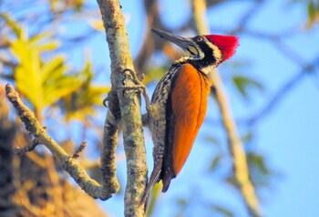 sapana village lodge