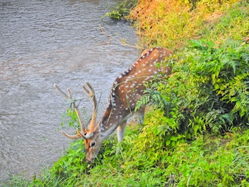 sapana village lodge