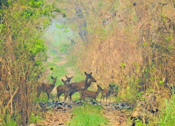 sapana village lodge