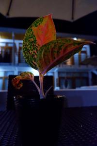 panglao