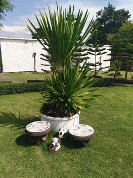 whiterock resort pakchong