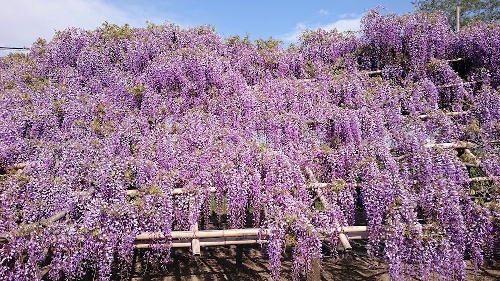 kyounoyado senkakubettei