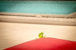 mui ne hills budget hotel