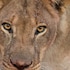 anantara stanley and livingstone victoria falls hotel