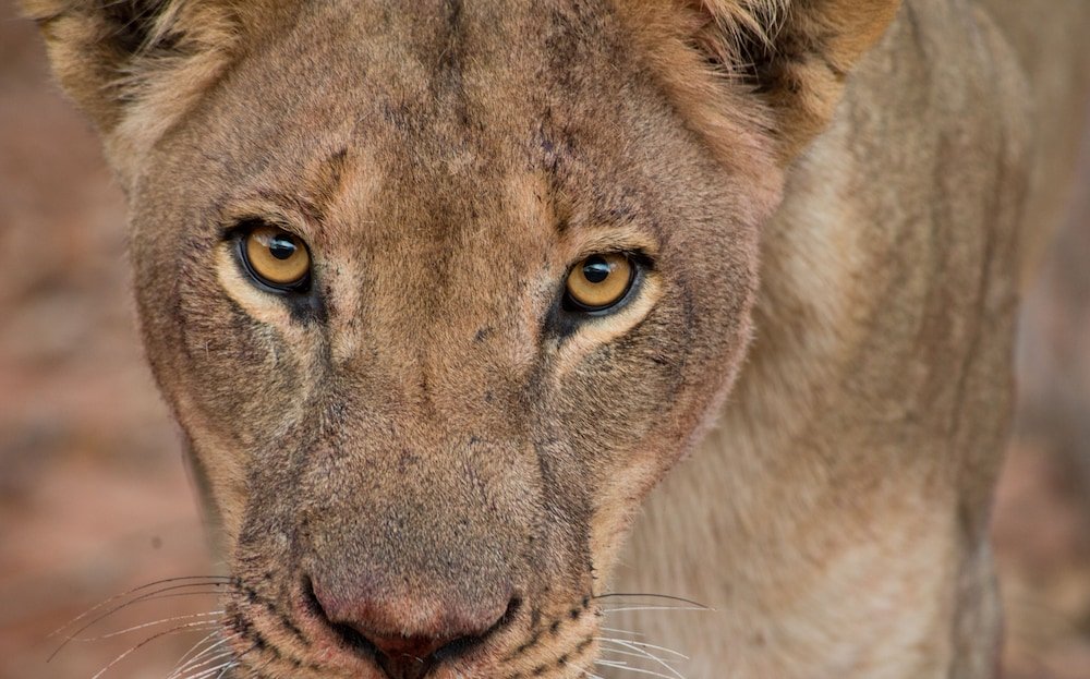 anantara stanley and livingstone victoria falls hotel