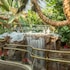 golden nugget laughlin