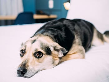 ibis styles pocos de caldas