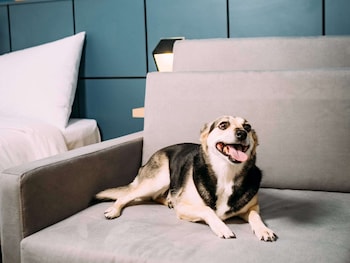 ibis styles pocos de caldas