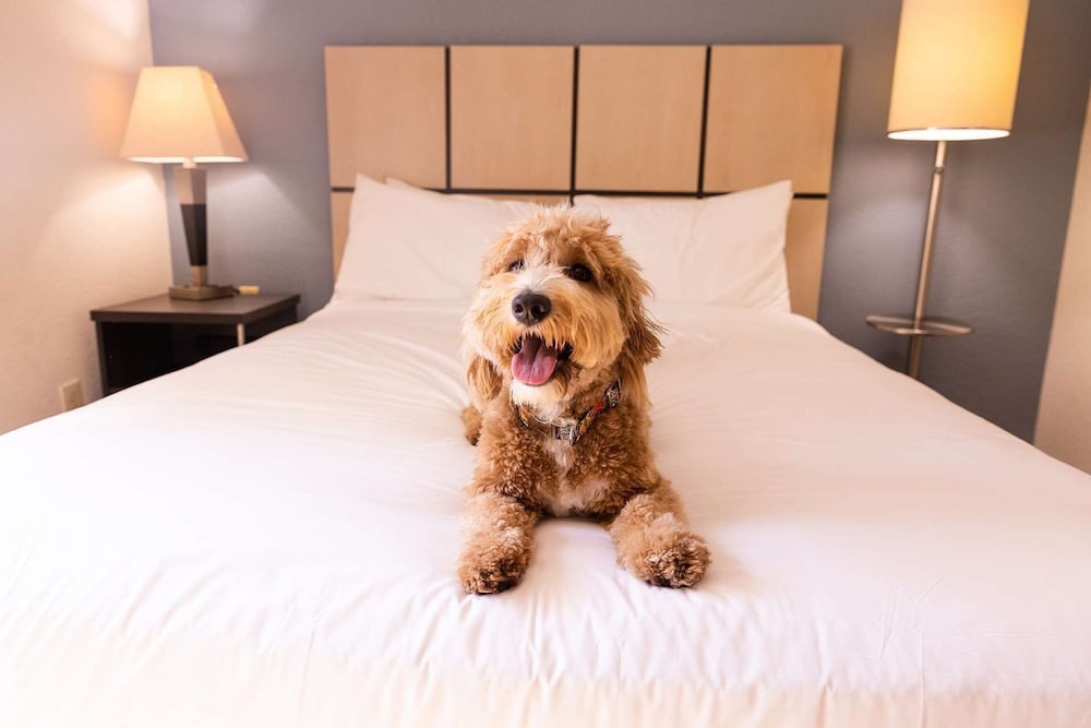 sonesta simply suites houston citycentre i 10 west