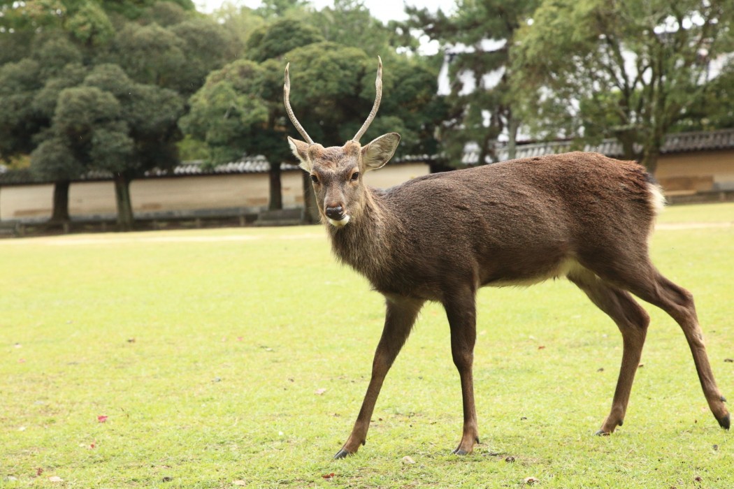 bakery hotel chateau dor