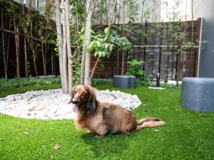 mimaru suites tokyo asakusa