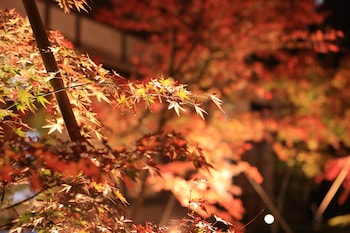 aoi suites at nanzenji kan un an