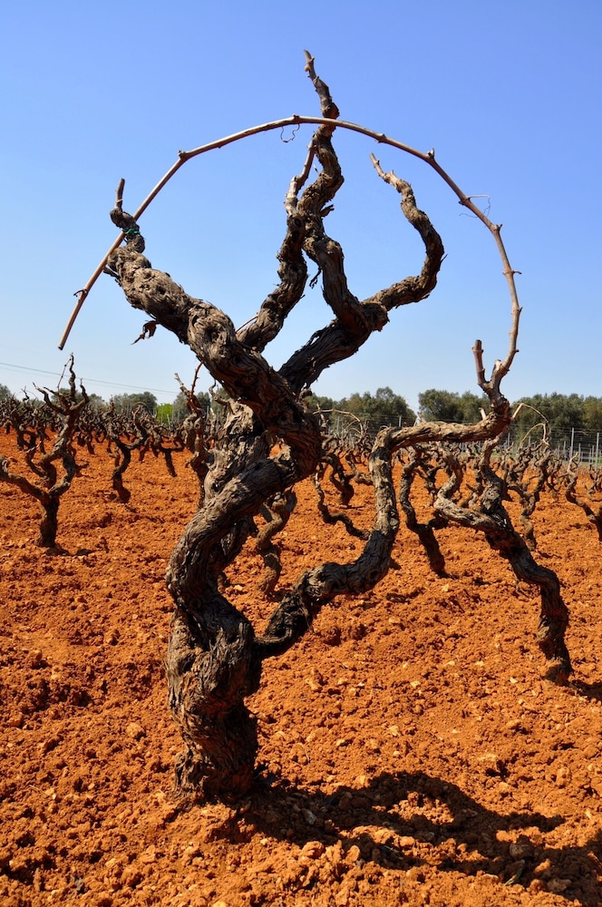 gianfranco fino viticoltore
