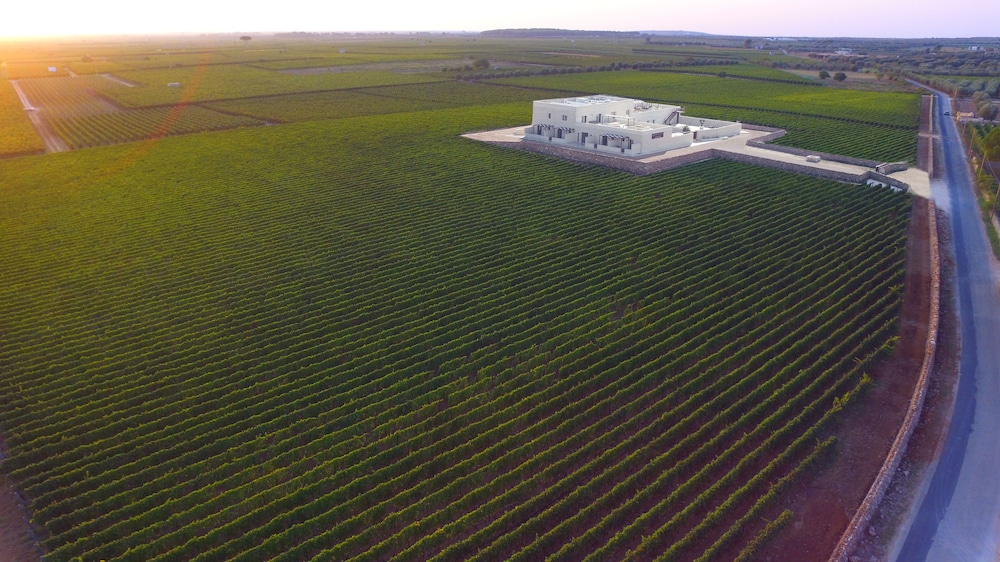 gianfranco fino viticoltore