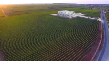 gianfranco fino viticoltore